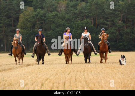 Femme manèges chevaux Islandais Banque D'Images