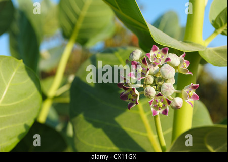 Fleur de pomme de Sodome (calotropis procera) Banque D'Images
