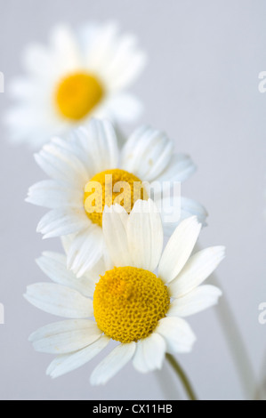 Close-up de trois chefs de la grande camomille (Tanacetum parthenium) Banque D'Images