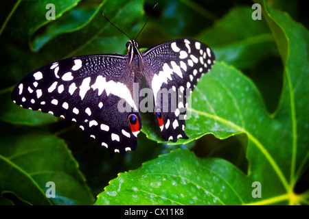 Papilio demoleus chaux commune, Papillon, noir et blanc Banque D'Images