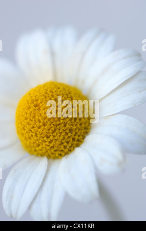 Close-up de tête la grande camomille (Tanacetum parthenium) Banque D'Images