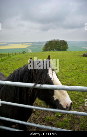 Friendly pony sur le chemin d'interurbains Ridgeway, Marlborough Downs, Wiltshire, Royaume-Uni Banque D'Images
