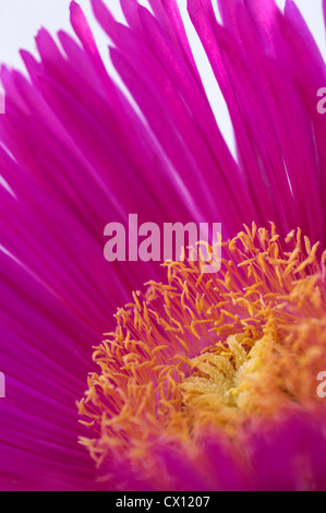 Close-up du Midi La Fleur (Carpobrotus acinaciformis) Banque D'Images