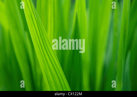 Close up de brins d'herbe Banque D'Images