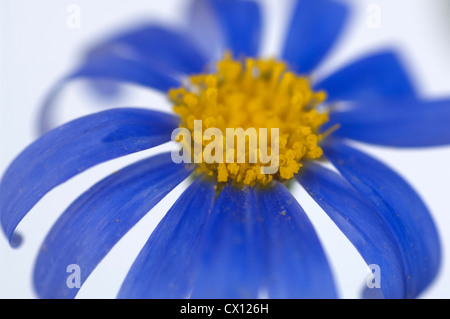 Close-up of Blue Daisy (Felicia amelloides) Banque D'Images