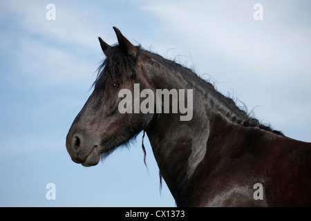 Portrait cheval frison Banque D'Images