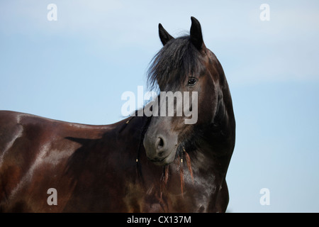 Portrait cheval frison Banque D'Images