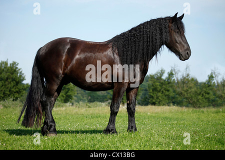 Cheval frison sur maedow Banque D'Images