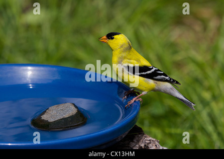 Chardonneret jaune mâle perché sur un bain d'oiseaux Banque D'Images