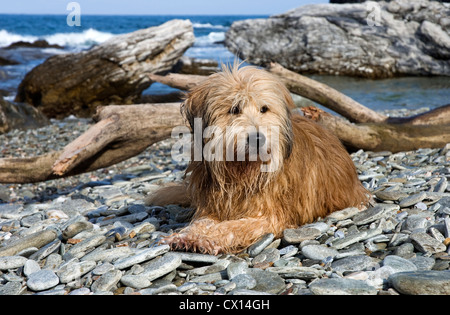 Briard mongrel allongé sur une plage de galets sur la péninsule de Pelion, Grèce Banque D'Images