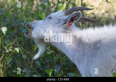 Le pâturage des chèvres de gelée. Surrey, UK. Banque D'Images