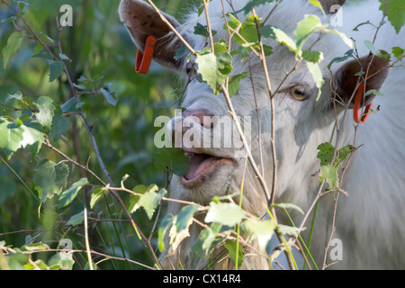Le pâturage des chèvres de gelée. Surrey, UK. Banque D'Images