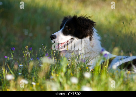 Un chien couché dans une prairie en fleurs Banque D'Images