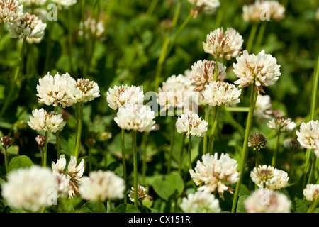 Fleur blanche sur fond vert clover leaf Banque D'Images