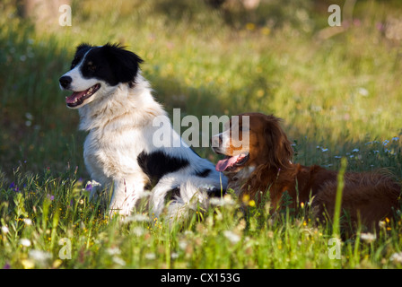 Un chien de berger en grec et un Setter Irlandais rouge reposant côte à côte sur une prairie en fleurs Banque D'Images