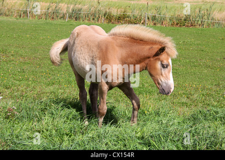 Pouliche cheval palomino de Finn sur couleur verte prairie Banque D'Images