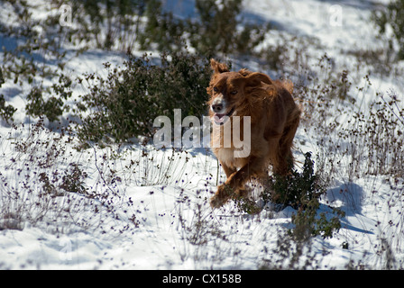 Setter Irlandais rouge tournant dans la neige Banque D'Images