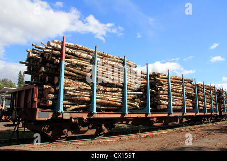 Transporter le bois sur les wagons Banque D'Images