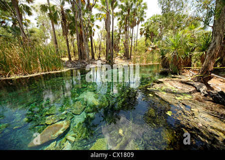 Sources chaudes naturelles à Mataranka , Territoire du Nord, Australie Banque D'Images