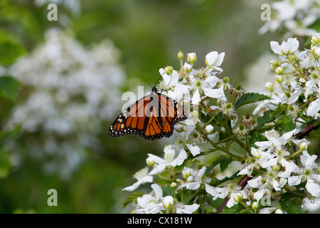 Papillon monarque et Blackberry Banque D'Images