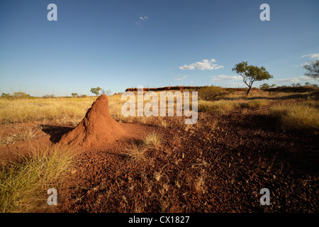 Collines de termites dans l'outback, Territoire du Nord, Australie Banque D'Images