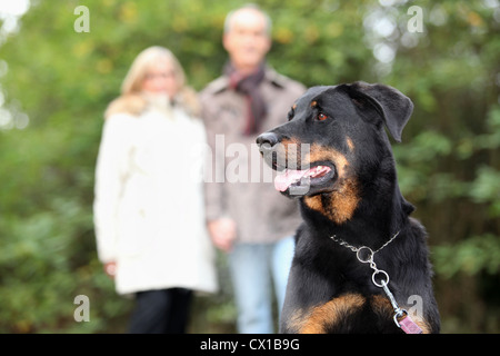 Senior couple walking dog Banque D'Images