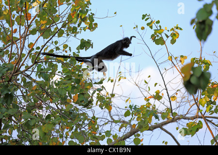 Black leaf monkey sautant à travers des arbres dans le Parc National de Pangandaran, Ouest de Java Banque D'Images