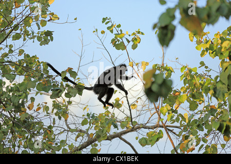 Black leaf monkey sautant à travers des arbres dans le Parc National de Pangandaran, Ouest de Java Banque D'Images