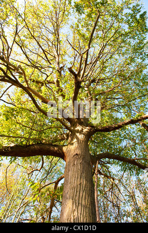 Sweet chestnut Castanea sativa arbre jusqu'à l'écorce de branches principales et de feuilles dans la partie supérieure du couvert Kent UK Banque D'Images