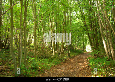 Chemin à travers Woodland Ranscombe Farm Kent UK bouleau verruqueux Betula pendula allée green glade Banque D'Images