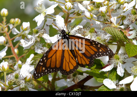 Papillon monarque et Blackberry Banque D'Images