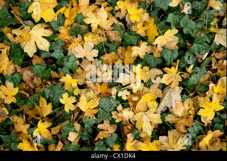 Les feuilles d'automne sur le marbre Domaine Maple Acer campestre & Ivy Ranscombe Farm Kent UK jaune vert Banque D'Images