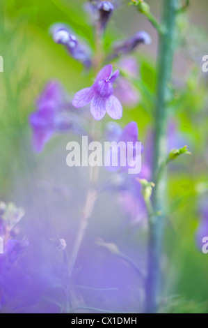La Luzerne Medicago sativa Ranscombe Farm Kent UK fleurs violettes soft abstract Banque D'Images