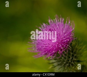Seul isolé Image d'un chardon écossais en pleine floraison contre un fond vert naturel Banque D'Images