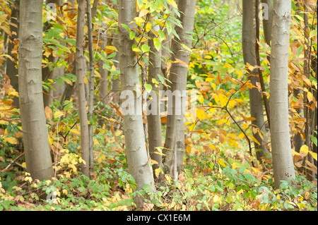 Autumn Colours in Woodland Ranscombe Farm Nature Reserve Kent UK young sweet chestnut & beech trees leaves green yellow Banque D'Images