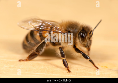 Close up de travailleur abeille Apis mellifera Kent UK Banque D'Images