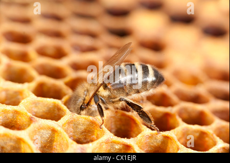 Travailleur de l'Abeille vérification à l'intérieur de cellules de ruche Apis mellifera Kent UK Banque D'Images