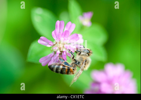 Abeille Apis mellifera Kent UK recueillir le nectar des fleurs de trèfle se nourrir Banque D'Images