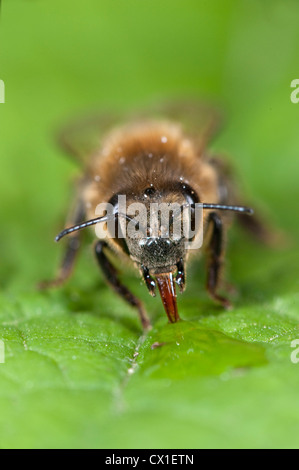 Abeille Apis mellifera Kent UK l'eau potable de la goutte sur la langue maternelle Banque D'Images