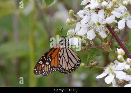 Papillon monarque et Blackberry Banque D'Images