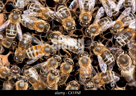 Avec les travailleurs participant à la reine des abeilles Apis mellifera Kent UK à l'intérieur de ruche Banque D'Images