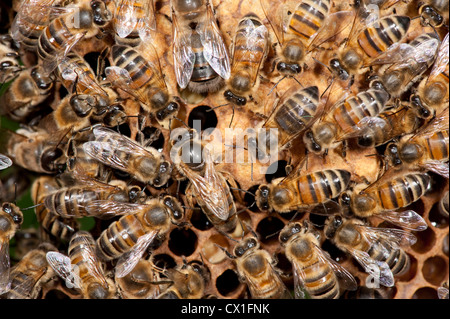 Avec les travailleurs participant à la reine des abeilles Apis mellifera Kent UK à l'intérieur de ruche Banque D'Images