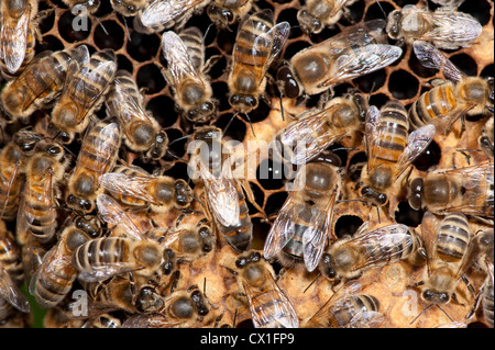 Avec les travailleurs participant à la reine des abeilles Apis mellifera Kent UK à l'intérieur de ruche Banque D'Images