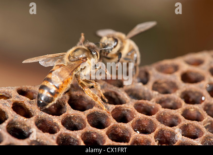 Être grooomed Queen par abeille Apis mellifera Kent UK sur les cellules de l'intérieur de ruche d'abeilles Banque D'Images