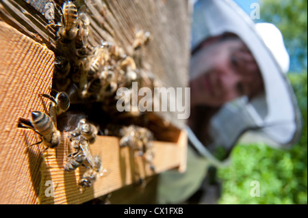 Les abeilles du miel fanning à l'entrée de la ruche Apis mellifera Kent UK Banque D'Images