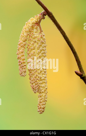 Close-up of Hazel Corylus avellana inflorescence mâle au printemps Oxford UK chatons Banque D'Images