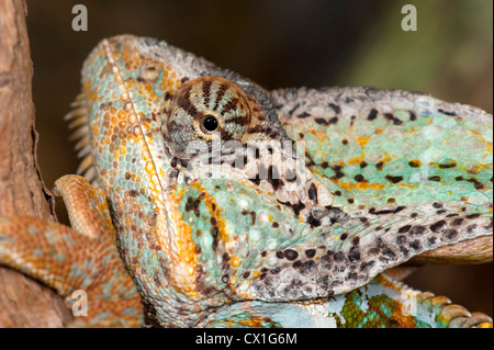 Chameleon Chamaeleo calyptratus voilée Moyen-orient Yémen close up montrant eye Banque D'Images