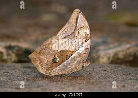 Owl Butterfly Eryphanis polyxena bambou jungle tropicale de l'Amérique du Sud Banque D'Images