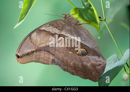 Owl Butterfly Eryphanis polyxena bambou jungle tropicale de l'Amérique du Sud Banque D'Images