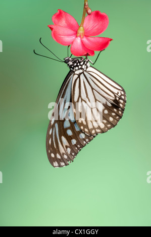 Blue Glassy Tiger Butterfly Tirumala septentrionis reposant sur l'Asie du Sud prink flower Banque D'Images